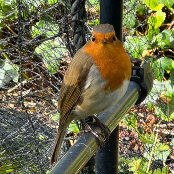 Robin