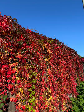 virginia creeper