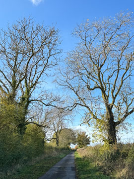 country lane