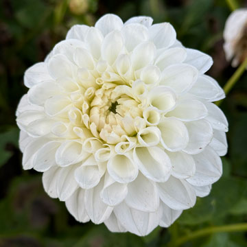 dahlia