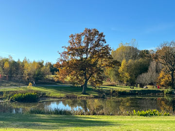 Harlow Carr
