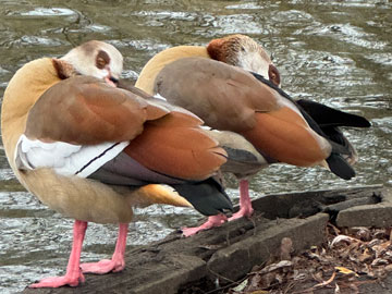 egyptian geese