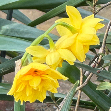 daffs