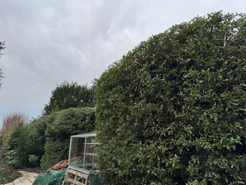 trimmed hedge