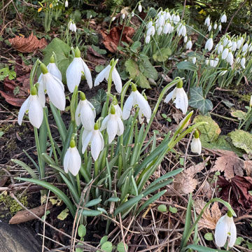snowdrops