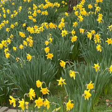 daffodils
