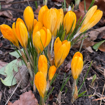 crocus
