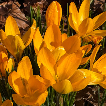 crocus