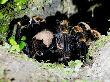 Tarantula