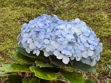hydrangea