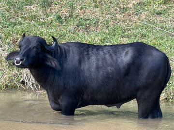 buffalo