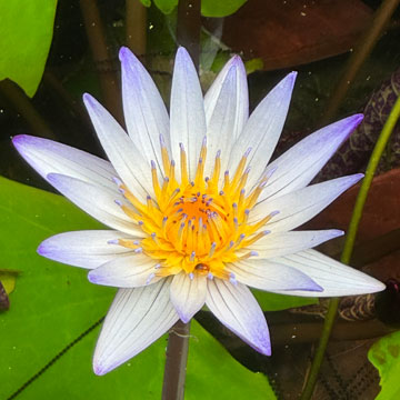 waterlily