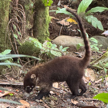 coati