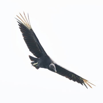 vulture