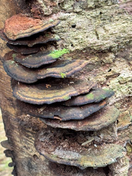 fungus
