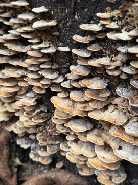 fungus
