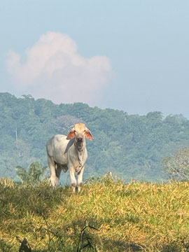 cow