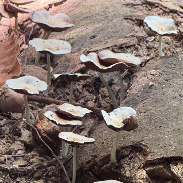 fungi