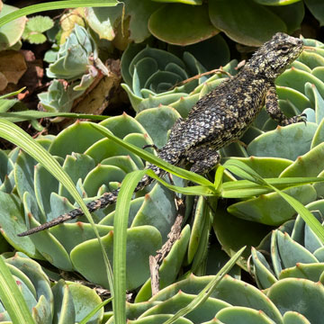 lizard
