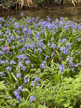 bluebells