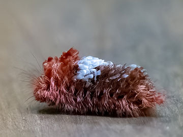 caterpillar