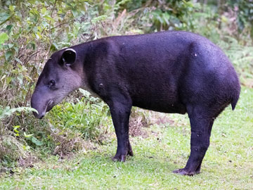 tapir