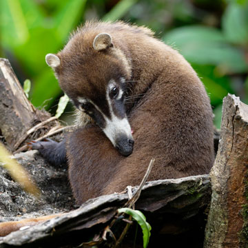 coati