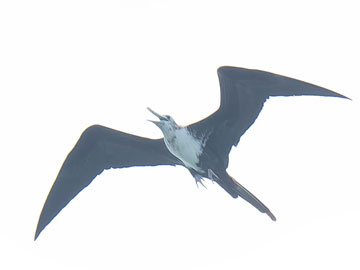 Frigate Bird