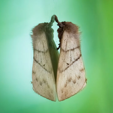 moth