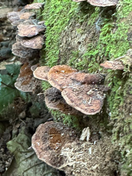 fungi