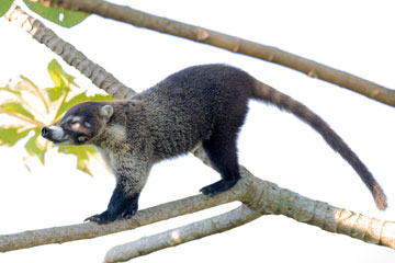 coati