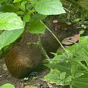 agouti