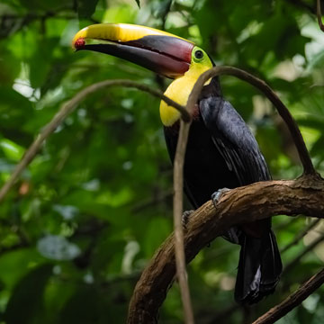 toucan