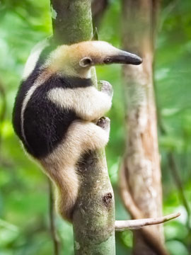 anteater