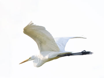 egret