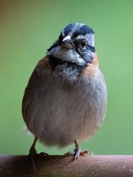 sparrow