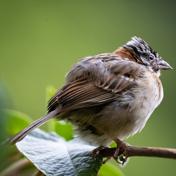 sparrow