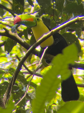 toucan