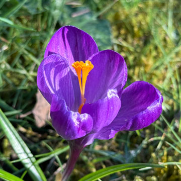 crocus