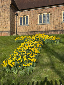 daffodil cross