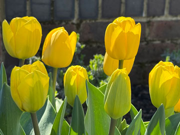 tulips