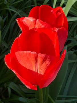 tulips