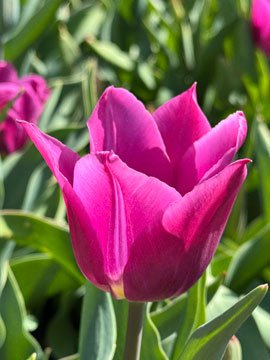 tulip