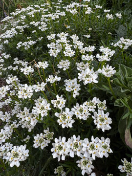 white flowers