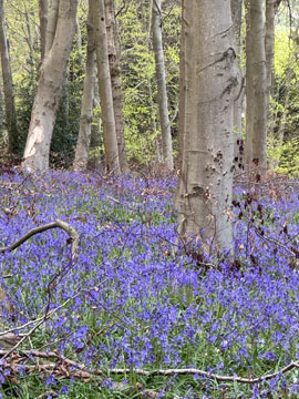 bluebells