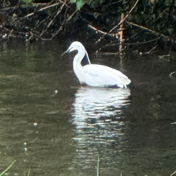 egret