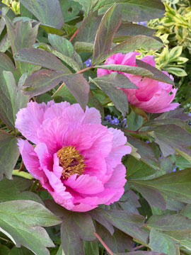 paeony