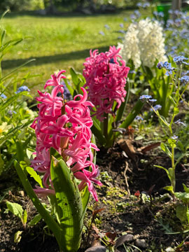 hyacinth