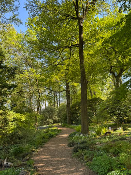 woodland path