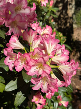 rhodedendron